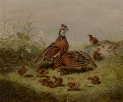 Fürj és fiatal alkotó: Arthur Fitzwilliam Tait