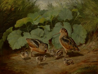 Woodcock és Young alkotó: Arthur Fitzwilliam Tait