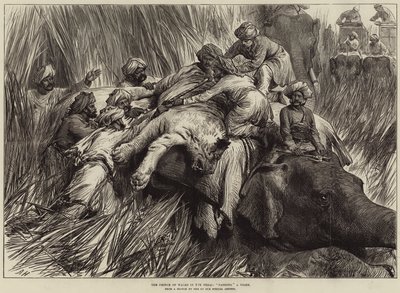 A walesi herceg a Teraiban, egy tigris párnázása alkotó: Arthur Hopkins