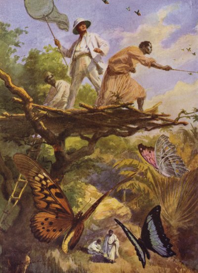 Gyönyörű pillangók: Urania Rhiphoeus elkapása Madagaszkáron (színes litó) alkotó: Arthur Twidle