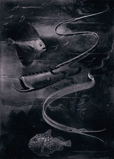 Mélytengeri hal (litho) alkotó: Arthur Twidle
