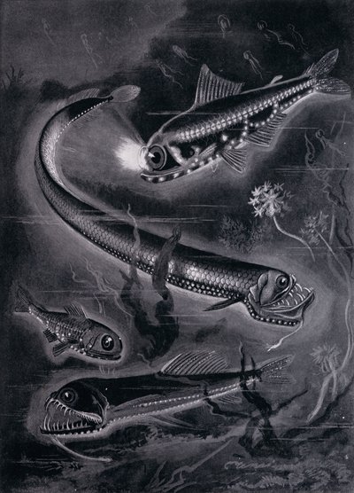 Önfényező halak (litho) alkotó: Arthur Twidle