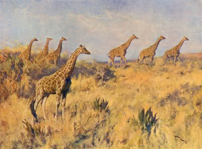 Zsiráfcsapat (színes litó) alkotó: Arthur Wardle