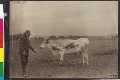 Tehén - Welser piebald alkotó: Artist Unknown