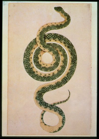 Kígyó (metszet) alkotó: Artist Unknown