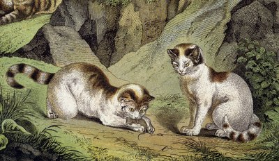  alkotó: Artist Unknown