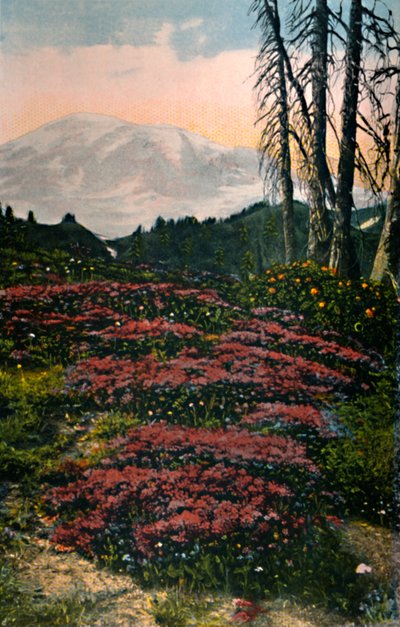 Purple Heather növekvő Mount Rainier Nemzeti Park, 1916 alkotó: Asahel Curtis