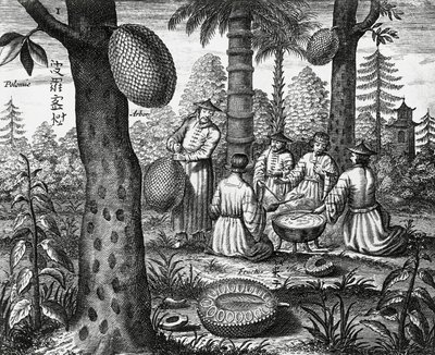 Kínai gyümölcsök (Arbor polomie, kínai papaya), metszet a kínai emlékművekről alkotó: Athanasius Kircher