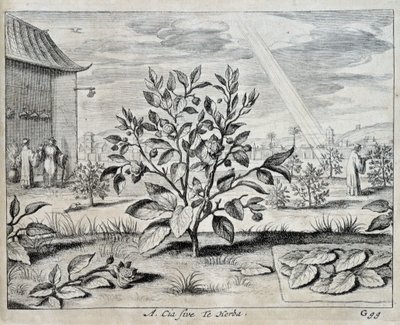 Le Camellia – „Kínában” – Athanase Kircher (vagy Athanasius Kircheri) alkotó: Athanasius Kircher