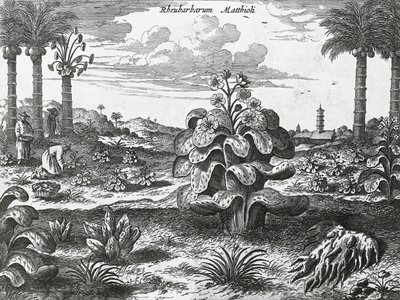 Rebarbara növény, metszet a kínai emlékművekről alkotó: Athanasius Kircher