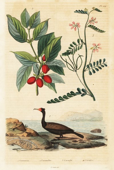 Kormorán, kornélcseresznye és skorpió bükköny, 1834-1839 (metszet) alkotó: Auguste Dumenil