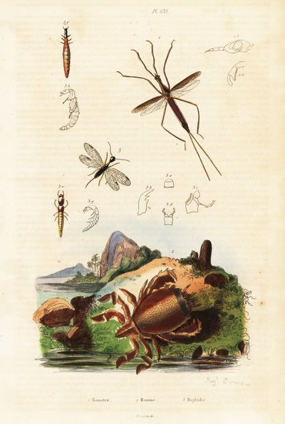Vörös békarák, kígyólégy és vízi poloska. alkotó: Auguste Dumenil