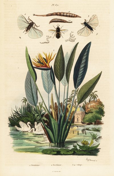 Katonalégy, daruvirág és ,1834-1839 (metszet) alkotó: Auguste Dumenil