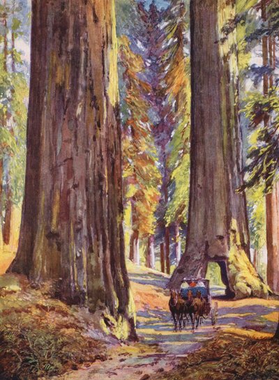 Óriásfák Kaliforniában, USA (színes litográfia) alkotó: Auguste Gerardin