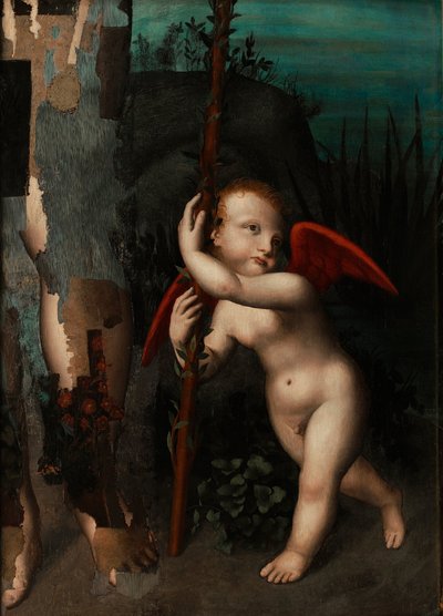 Ámor mirtusszal, 1593 előtt alkotó: Aurelio Luini