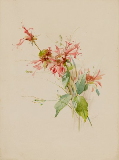 Bergamot vagy Bee Baum, 19. század vége – 20. század eleje. alkotó: Austa Densmore Sturdevant
