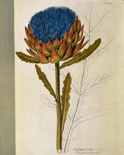 Botanikai: „”Articsóka”” (Cynara scolymus) Joseph Jacobi Plenck (1735-1807) „Medicinalium secundum Linnaei digestarum”-ból készült lemez 1788-1803 Magángyűjtemény alkotó: Austrian School