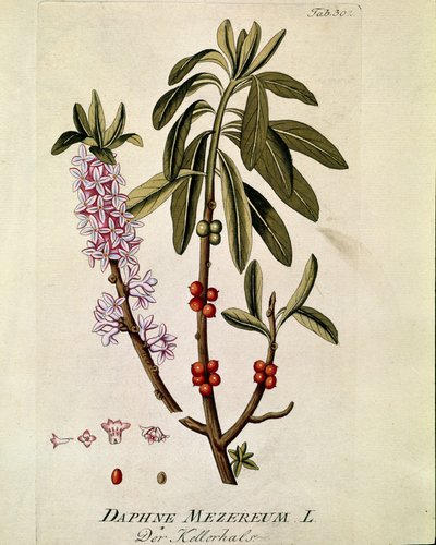 Botanikai: "Bois-joli" (Bois joli) (vagy Bois-gentil, Bois gentile) (Daphne mezereum) Joseph Jacobi Plenck (1735-1807) "Medicinalium secundum Linnaei digestarum"-ból húzott deszka (1735-1807) 1788-1803 Magángyűjtemény alkotó: Austrian School