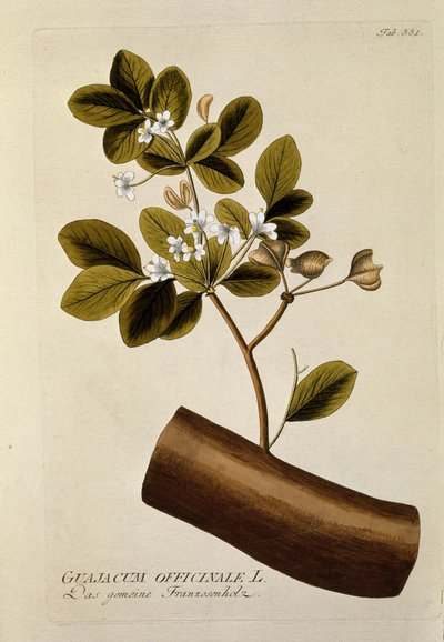 Botanikai: "Guajacun officinale" A "Medicinalium secundum Linnaei digestarum" tányérból készült Joseph Jacob Plenck (1735-1807) 1788-1803 Magángyűjtemény alkotó: Austrian School