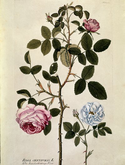 Botanikai: Százlevelű rózsa (Rosa centifolia) Joseph Jacobi Plenck (1735-1807) „Medicinalium secundum Linnaei digestarum” tányérja 1788-1803 Magángyűjtemény alkotó: Austrian School