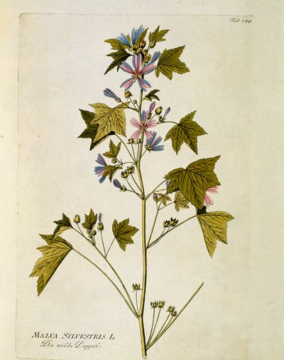 Botanikai: "nagy lila" (Malva sylvestris) A "Medicinalium secundum Linnaei digestarum" tányérból készült Joseph Jacob Plenck (1735-1807) 1788-1803 Magángyűjtemény alkotó: Austrian School