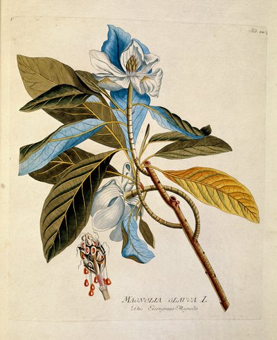 Botanikai: "Magnolia" Lemez a "Medicinalium secundum Linnaei digestarum"-ból, Joseph Jacob Plenck (1735-1807) 1788-1803 Magángyűjtemény alkotó: Austrian School