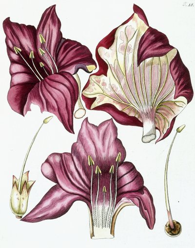 18. ábra, "Collectanea for Botanica, Chemistry and Natural History with Figures", 1786-1796 alkotó: Austrian School