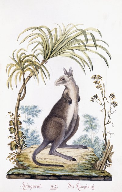 Kenguru, 1794 alkotó: Austrian School