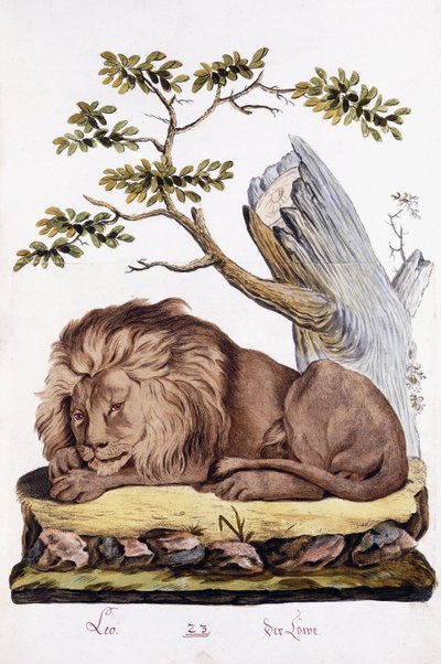 Oroszlán, 1794 alkotó: Austrian School