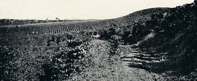Cafezal, 1895 alkotó: Axel Frick