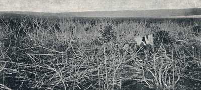 Manóka ültetvény, 1895 alkotó: Axel Frick