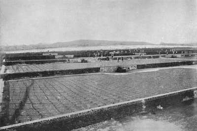 Terasz a kávézó szárítására, Szárítókávé, 1895 alkotó: Axel Frick
