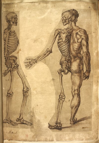 Hozzáadás. 5259, f.19, Emberi csontváz és félfigura, „Különféle anatómiai rajzok férfiakról és állatokról, M. Joubert, Dr. G. Cockburn, M. Le Blond, Baccio Bandinelli, Michelangelo Buonarotti, Augusine Carate színekben és zsírkrétákkal, és William Cowper ú alkotó: Baccio Bandinelli