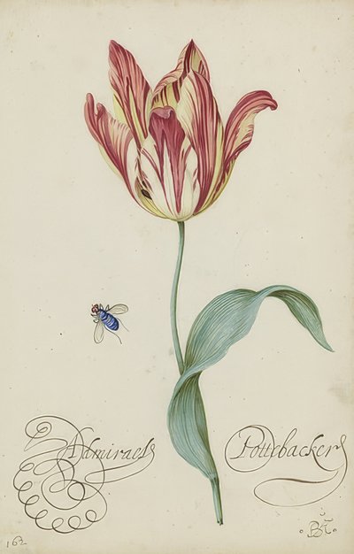 Egy tulipán és egy légy tanulmányozása. 1620-29 alkotó: Balthasar van der Ast