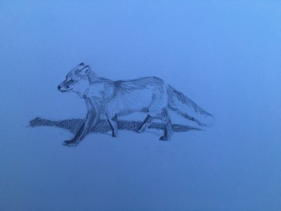 Fox, 2018 alkotó: Barbara Hoogeweegen