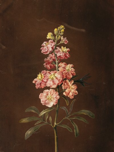 Rózsaszín állomány szitakötővel, alkotó: Barbara Regina Dietzsch