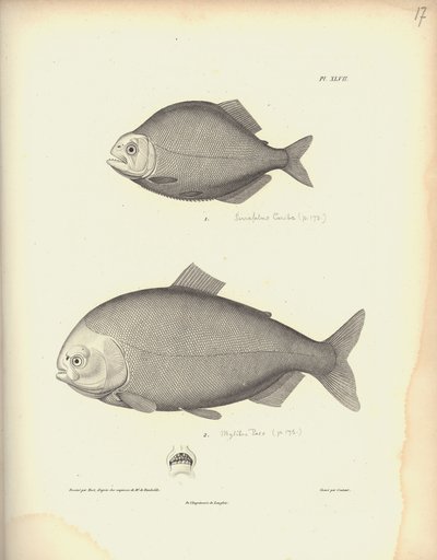 Characidae, Pl. XLVII, Coutant által metszett acél Nicola Huet (1770-1827) metszetét követően, illusztráció a 