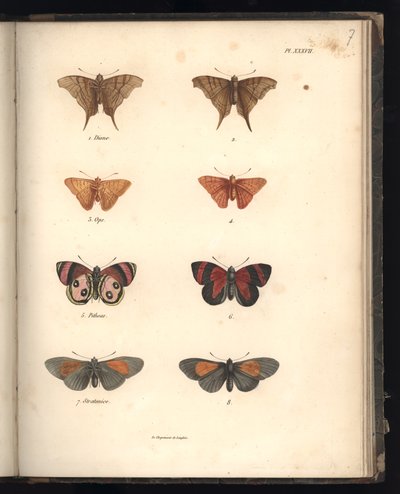 Lepidoptera, Pl. XXXVII, illusztráció: „Az állattani és összehasonlító anatómiai megfigyelések gyűjteménye, II. rész”, Al. V. Humboldt és A. Bonplant, Párizs, 1821 (színes metszet) alkotó: Baron Friedrich Alexander von Humboldt