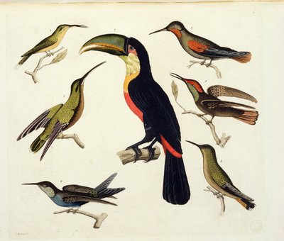 Őshonos madarak, köztük a tukán (középen), Amazonas, Brazília, a „Le Costume Ancien et Moderne” II. kötet 42. táblájából, Jules Ferrario, metszett V. Raineri, kiadva az 1820-as és 30-as évek körül alkotó: Baron Friedrich Alexander von Humboldt