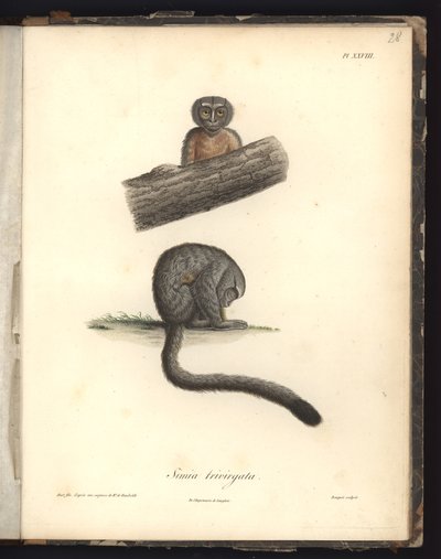 Simia trivirgata, Pl.XXVIII, Louis Bouquet (1765-1814) által metszett acél Nicola Huet (1770-1827) metszete nyomán, illusztráció a „Recueil d