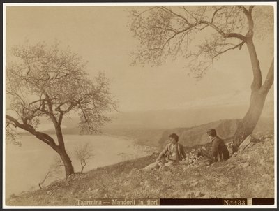 Virágzó mandula, Taormina alkotó: Baron Wilhelm von Gloeden