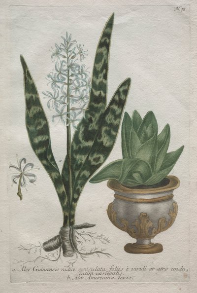 Hashajtó. alkotó: Bartholomaus Seutter