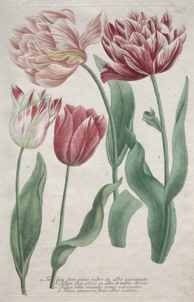 Tulipánok alkotó: Bartholomaus Seutter