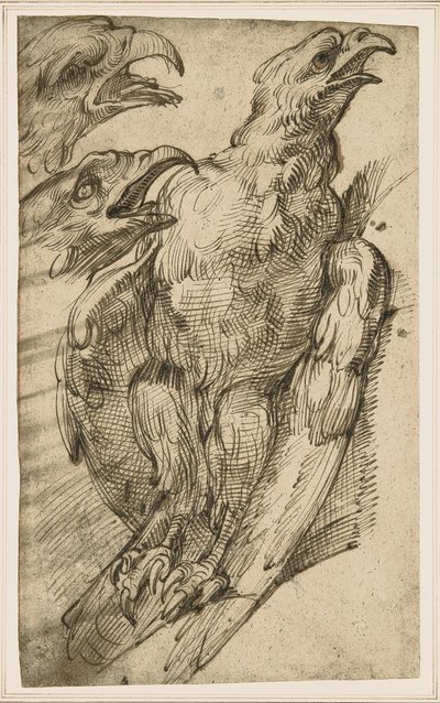 Egy sas tanulmányozása alkotó: Bartolomeo Passarotti