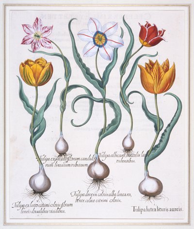 Tulipa Lutea Lituris Aureis, Törött sárga sylvestris típusú tulipán, 1613. alkotó: Basil Besler
