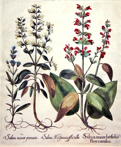 Salvia fajok (kézzel színezett metszet) alkotó: Basilius (after) Besler