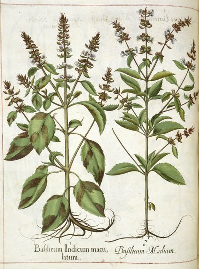 Bazsalikom, a "Hortus Eystettensis"-ből alkotó: Basilius Besler