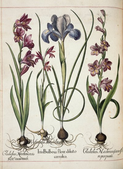 Gladiolus és írisz, a „Hortus Eystettensis”-től alkotó: Basilius Besler