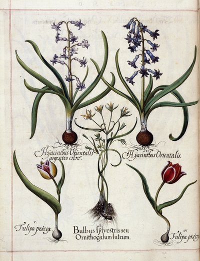 Jácint és tulipán, a „Hortus Eystettensis”-ből alkotó: Basilius Besler