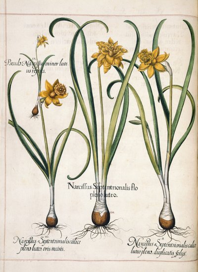 Narcissus, a "Hortus Eystettensis"-ből alkotó: Basilius Besler